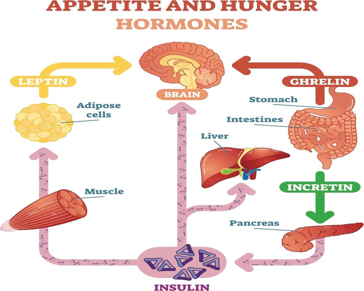 Appetite and Hunger Hormones Diagram