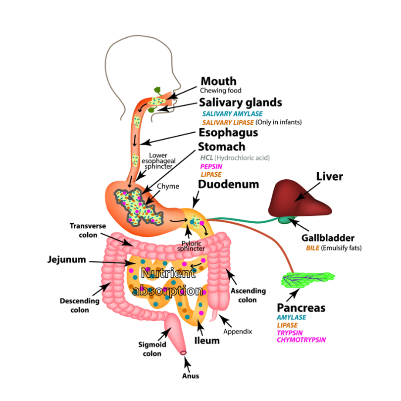 Phil Richards Digestive Webinar