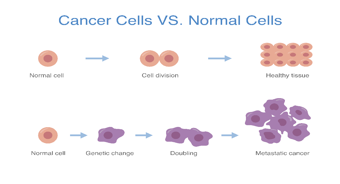 Cancer cells versus normal cells diagram
