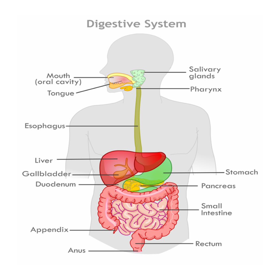 Digestive System - Phil Richards Webinar