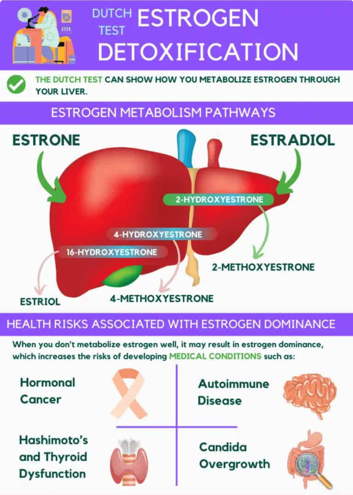 Dutch-Test-Estrogen-Detoxification Dutch Test - Estrogen Detoxification Diagram