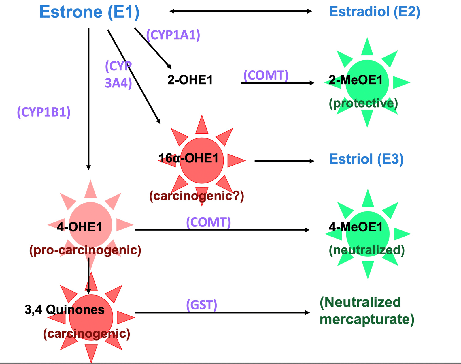 3 Oestrogens Diagram 3 Oestrogens Diagram