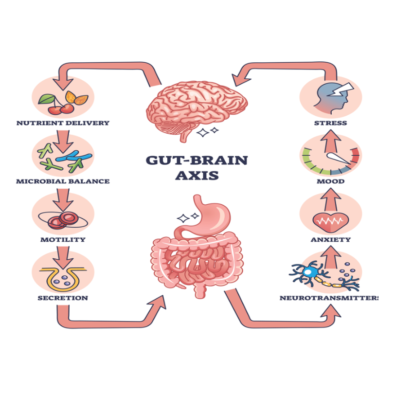 Gut Brain Axis