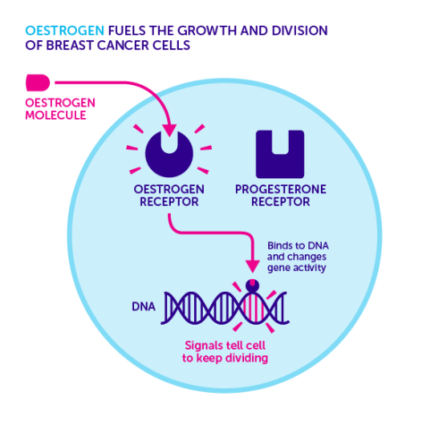 Role of Estrogen and Progesterone Role of Estrogen and Progesterone