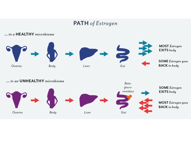 Gut Microbiome