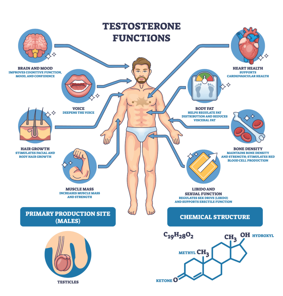 Testosteron Definition EVERYTHING A MAN NEEDS TO KNOW ABOUT TESTOSTERONE WORKSHOP - Phil ...