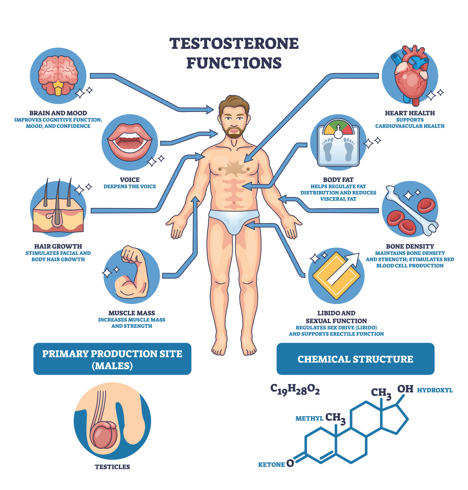 Testosterone Functions