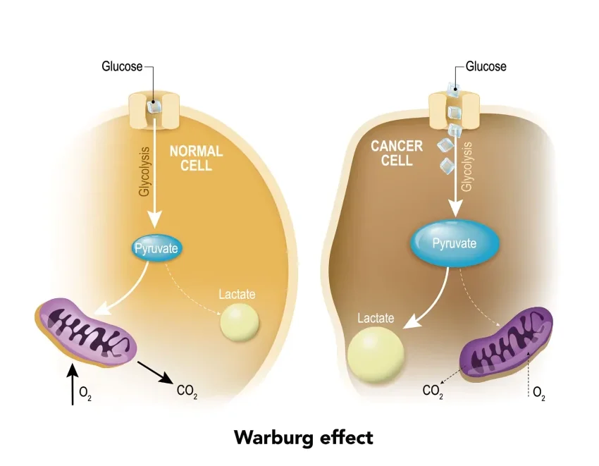 Warburg Effect - Phil Richards Nutrition Lab