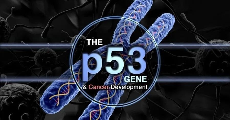 p53