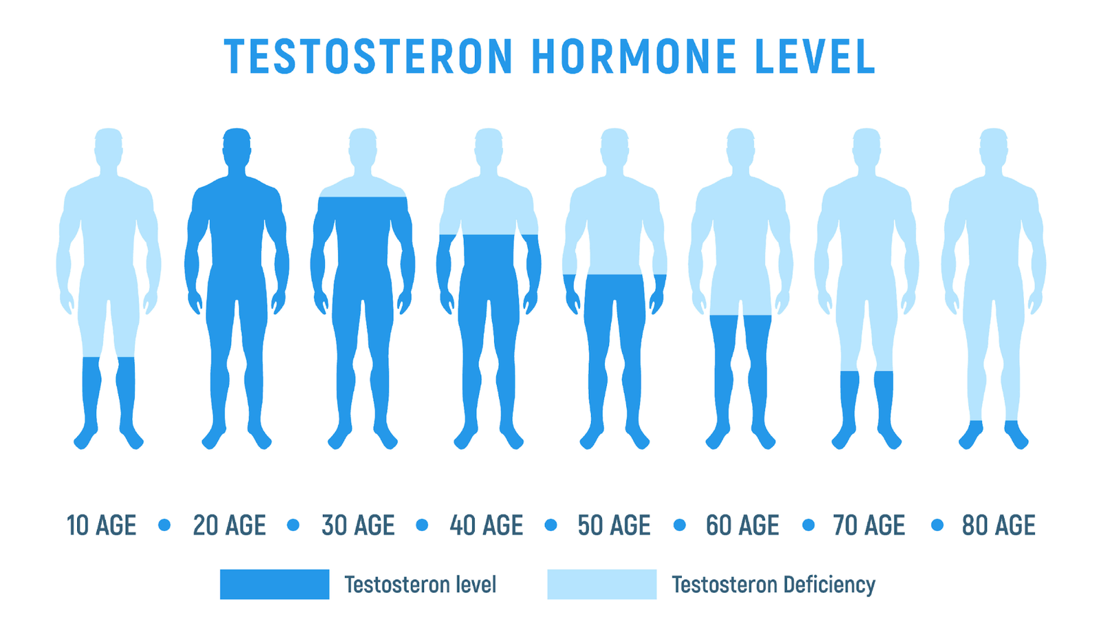 Testosterone Hormone Levels